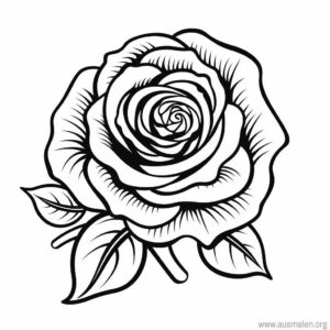 ausmalbild-rose-2